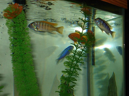 freshwater fish - labeotropheus fuelleborni - fuelleborni cichlid, marmalade stocking in 46 gallons tank - It's feeding time again. They will feed right off the top of the water. freshwater fish - labeotropheus fuelleborni - fuelleborni cichlid, marmalade stocking in 46 gallons tank - It's feeding time again. They will feed right off the top of the water.