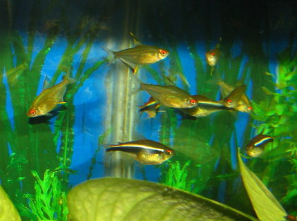 freshwater fish - hyphessobrycon herbertaxelrodi - black neon tetra stocking in 55 gallons tank - lemon and black neon tetras freshwater fish - hyphessobrycon herbertaxelrodi - black neon tetra stocking in 55 gallons tank - lemon and black neon tetras