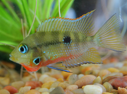 freshwater fish - thorichthys meeki - firemouth cichlid stocking in 45 gallons tank - Firemouth Cichlid freshwater fish - thorichthys meeki - firemouth cichlid stocking in 45 gallons tank - Firemouth Cichlid