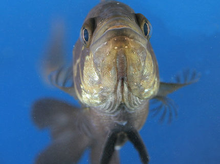 freshwater fish - parachromis managuensis - jaguar cichlid stocking in 45 gallons tank - Jaguar freshwater fish - parachromis managuensis - jaguar cichlid stocking in 45 gallons tank - Jaguar