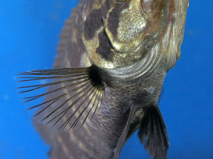 freshwater fish - parachromis managuensis - jaguar cichlid stocking in 45 gallons tank - Jaguar freshwater fish - parachromis managuensis - jaguar cichlid stocking in 45 gallons tank - Jaguar