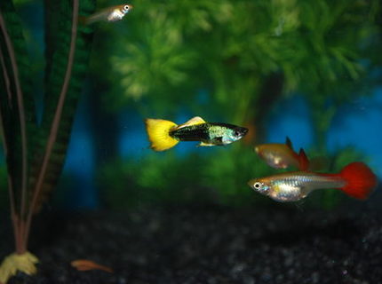 freshwater fish - poecilia reticulata - orange sunshine guppy stocking in 29 gallons tank - My First tank freshwater fish - poecilia reticulata - orange sunshine guppy stocking in 29 gallons tank - My First tank