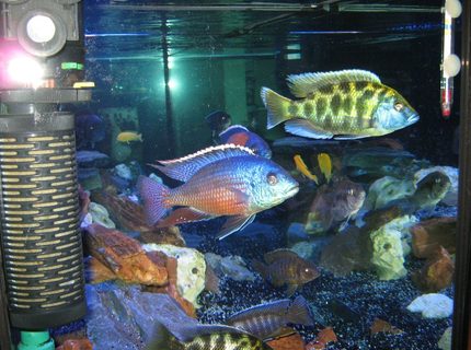 freshwater fish - nimbochromis venustus - venustus cichlid stocking in 125 gallons tank - cichlids freshwater fish - nimbochromis venustus - venustus cichlid stocking in 125 gallons tank - cichlids