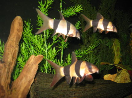 freshwater fish - botia macracantha - clown loach stocking in 65 gallons tank - Three clown loaches dance about the tank daily. freshwater fish - botia macracantha - clown loach stocking in 65 gallons tank - Three clown loaches dance about the tank daily.