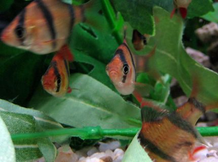 freshwater fish - puntius tetrazona - tiger barb stocking in 20 gallons tank - Picture of my tiger barbs. I think they are adorable! freshwater fish - puntius tetrazona - tiger barb stocking in 20 gallons tank - Picture of my tiger barbs. I think they are adorable!