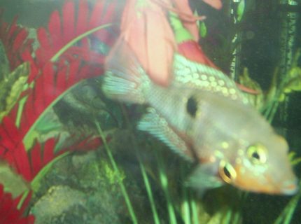 freshwater fish - thorichthys meeki - firemouth cichlid stocking in 100 gallons tank - firemouth "my favorite" freshwater fish - thorichthys meeki - firemouth cichlid stocking in 100 gallons tank - firemouth "my favorite"