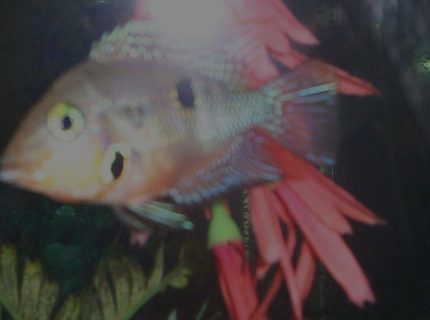 freshwater fish - thorichthys meeki - firemouth cichlid stocking in 100 gallons tank - firemouth freshwater fish - thorichthys meeki - firemouth cichlid stocking in 100 gallons tank - firemouth