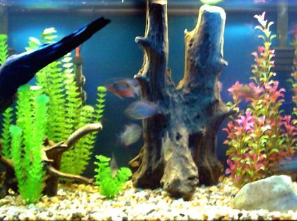 freshwater fish - metynnis argenteus - silver dollar stocking in 55 gallons tank - 75 Gallon South and Central American cichlid aquarium. 4 severums 1 Jack Dempsey 5 Silver Dollars 3 Firemouths 1 male pink convict multipictus catfish freshwater fish - metynnis argenteus - silver dollar stocking in 55 gallons tank - 75 Gallon South and Central American cichlid aquarium. 4 severums 1 Jack Dempsey 5 Silver Dollars 3 Firemouths 1 male pink convict multipictus catfish