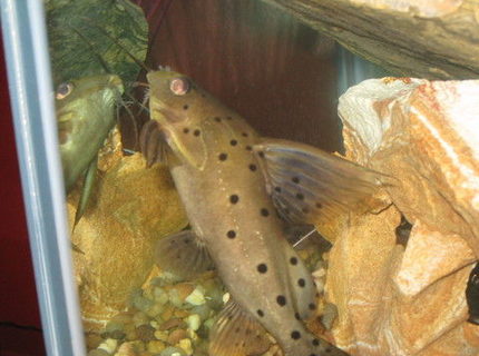 freshwater fish - synodontis nigriventris - upside down cat stocking in 90 gallons tank - My upsidedown catfish freshwater fish - synodontis nigriventris - upside down cat stocking in 90 gallons tank - My upsidedown catfish