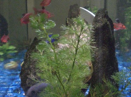 freshwater fish - hyphessobrycon erythrostigma - bleeding heart tetra stocking in 30 gallons tank - I think this cobalt is female, but her name's Mario. All of the minors took a month to come into there full colour. Pet store fish look terrible.... freshwater fish - hyphessobrycon erythrostigma - bleeding heart tetra stocking in 30 gallons tank - I think this cobalt is female, but her name's Mario. All of the minors took a month to come into there full colour. Pet store fish look terrible....