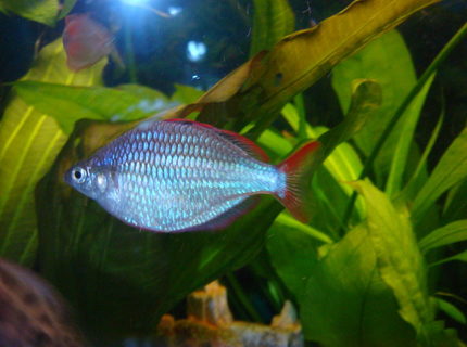 freshwater fish - melanotaenia praecox - praecox rainbow stocking in 30 gallons tank - Praecox Rainbow freshwater fish - melanotaenia praecox - praecox rainbow stocking in 30 gallons tank - Praecox Rainbow