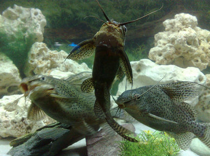 freshwater fish - synodontis eupterus - synodontis eupterus catfish stocking in 57 gallons tank - Synodontis Eupterus the first 3 fish that I got for this tank they were adopted as the owner did not want them! freshwater fish - synodontis eupterus - synodontis eupterus catfish stocking in 57 gallons tank - Synodontis Eupterus the first 3 fish that I got for this tank they were adopted as the owner did not want them!