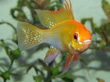 freshwater fish - papiliochromis ramirezi - german gold ram stocking in 320 gallons tank - My male Gold Ram freshwater fish - papiliochromis ramirezi - german gold ram stocking in 320 gallons tank - My male Gold Ram