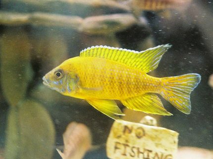 freshwater fish - aulonocara stuartgranti stocking in 55 gallons tank - My Aulonocara Maleri Male freshwater fish - aulonocara stuartgranti stocking in 55 gallons tank - My Aulonocara Maleri Male