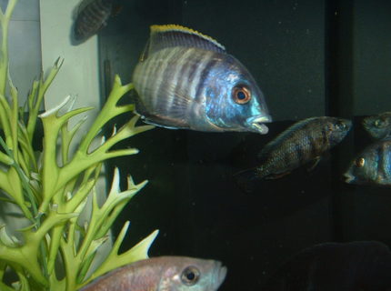 freshwater fish - placidochromis electra - deepwater hap stocking in 90 gallons tank - ELECTRA SHOWING OFF. freshwater fish - placidochromis electra - deepwater hap stocking in 90 gallons tank - ELECTRA SHOWING OFF.