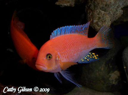 freshwater fish - pseudotropheus estherae - red zebra cichlid stocking in 55 gallons tank - Metriaclima estherae- Red Zebra Male. A Male will have a blue sheen to his fins. He is the dominant male of the Red Zebras and father to all Red Zebra fry. freshwater fish - pseudotropheus estherae - red zebra cichlid stocking in 55 gallons tank - Metriaclima estherae- Red Zebra Male. A Male will have a blue sheen to his fins. He is the dominant male of the Red Zebras and father to all Red Zebra fry.