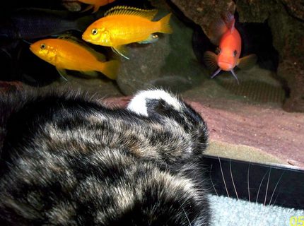 freshwater fish - pseudotropheus estherae - red zebra cichlid stocking in 55 gallons tank - Cat vs Fish. Every time my cat lays down next to the tank my Red Zebra male tries to scare her off by charging the glass and posturing at her. freshwater fish - pseudotropheus estherae - red zebra cichlid stocking in 55 gallons tank - Cat vs Fish. Every time my cat lays down next to the tank my Red Zebra male tries to scare her off by charging the glass and posturing at her.