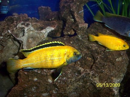 freshwater fish - labidochromis caeruleus - electric yellow cichlid stocking in 55 gallons tank - Electric Yellow Lab (Labidochromis caeruleus) Male and one of his females. freshwater fish - labidochromis caeruleus - electric yellow cichlid stocking in 55 gallons tank - Electric Yellow Lab (Labidochromis caeruleus) Male and one of his females.