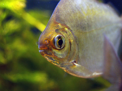 freshwater fish - metynnis argenteus - silver dollar stocking in 55 gallons tank - one of my silver dollars freshwater fish - metynnis argenteus - silver dollar stocking in 55 gallons tank - one of my silver dollars