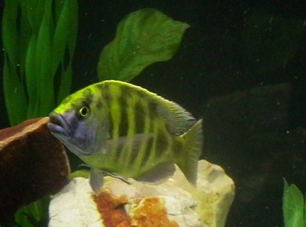 freshwater fish - nimbochromis venustus - venustus cichlid stocking in 200 gallons tank - my cichild freshwater fish - nimbochromis venustus - venustus cichlid stocking in 200 gallons tank - my cichild