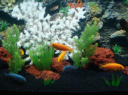 freshwater fish - pseudotropheus estherae - red zebra cichlid stocking in 90 gallons tank - My first cichlid tank , 90 gallons , black sand ,foam background , lava rocks , plactic plants , coral , 2 power filters and one canister filter .i have 18 african cichlids , freshwater fish - pseudotropheus estherae - red zebra cichlid stocking in 90 gallons tank - My first cichlid tank , 90 gallons , black sand ,foam background , lava rocks , plactic plants , coral , 2 power filters and one canister filter .i have 18 african cichlids ,
