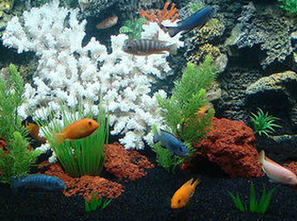 freshwater fish - pseudotropheus estherae - red zebra cichlid stocking in 90 gallons tank - 90 GALLON AFRICAN CICHLID TANK freshwater fish - pseudotropheus estherae - red zebra cichlid stocking in 90 gallons tank - 90 GALLON AFRICAN CICHLID TANK