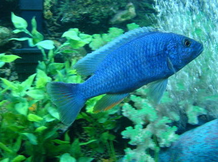 freshwater fish - sciaenochromis fryeri - electric blue hap stocking in 90 gallons tank - ELECTRIC BLUE freshwater fish - sciaenochromis fryeri - electric blue hap stocking in 90 gallons tank - ELECTRIC BLUE