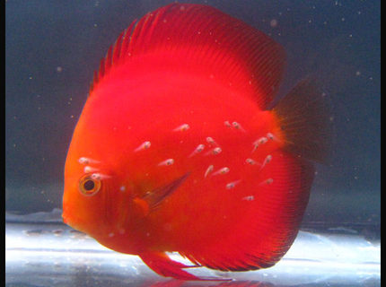 Rated #1: Freshwater Fish - Symphysodon Aequifasciatus - Golden Melon Discus Stocking In 127 Gallons Tank - Discus Golden Melon with fry Rated #1: Freshwater Fish - Symphysodon Aequifasciatus - Golden Melon Discus Stocking In 127 Gallons Tank - Discus Golden Melon with fry