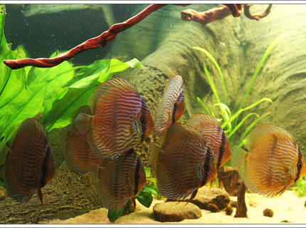 Rated #9: Freshwater Fish - Symphysodon Discus - Heckel Discus Stocking In 187 Gallons Tank - My Heckel group Rated #9: Freshwater Fish - Symphysodon Discus - Heckel Discus Stocking In 187 Gallons Tank - My Heckel group