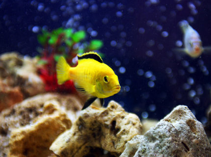 freshwater fish - labidochromis caeruleus - electric yellow cichlid stocking in 85 gallons tank - Pic of my male Electric yellow cichlid - Labidochromis caeruleus freshwater fish - labidochromis caeruleus - electric yellow cichlid stocking in 85 gallons tank - Pic of my male Electric yellow cichlid - Labidochromis caeruleus
