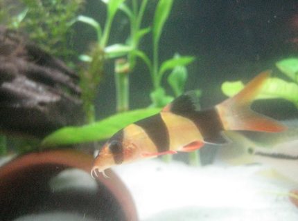 freshwater fish - botia macracantha - clown loach stocking in 85 gallons tank - Baby Loach, always have ICH disease when buying new. Lost 4 6" clowns when introducing a new loach. make sure treat with heat or salt. freshwater fish - botia macracantha - clown loach stocking in 85 gallons tank - Baby Loach, always have ICH disease when buying new. Lost 4 6" clowns when introducing a new loach. make sure treat with heat or salt.