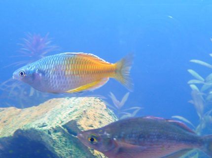 freshwater fish - melanotaenia boesemani - boesemani rainbow stocking in 60 gallons tank - Bosemani Rainbow freshwater fish - melanotaenia boesemani - boesemani rainbow stocking in 60 gallons tank - Bosemani Rainbow