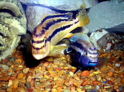 freshwater fish - melanochromis auratus - auratus cichlid stocking in 55 gallons tank - Melanochromis auratus Male and Female. freshwater fish - melanochromis auratus - auratus cichlid stocking in 55 gallons tank - Melanochromis auratus Male and Female.