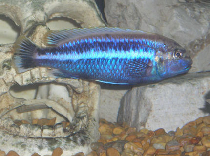 freshwater fish - melanochromis auratus - auratus cichlid stocking in 55 gallons tank - Melanochromis auratus Male. freshwater fish - melanochromis auratus - auratus cichlid stocking in 55 gallons tank - Melanochromis auratus Male.