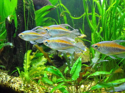 freshwater fish - phenacogrammus interruptus - congo tetra stocking in 55 gallons tank - Congo Tetra freshwater fish - phenacogrammus interruptus - congo tetra stocking in 55 gallons tank - Congo Tetra