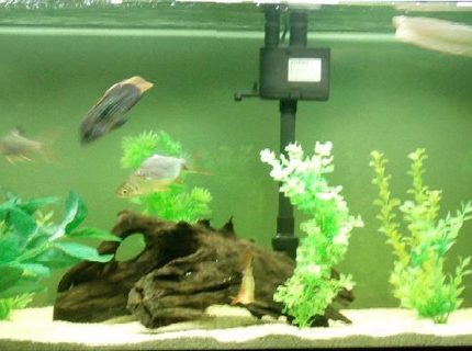 freshwater fish - osteoglossum bicirrhosum - silver arowana stocking in 75 gallons tank - My south american fish tank freshwater fish - osteoglossum bicirrhosum - silver arowana stocking in 75 gallons tank - My south american fish tank