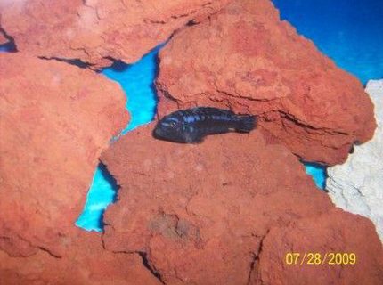 freshwater fish - melanochromis johannii - johanni cichlid stocking in 55 gallons tank - Blue Johanni King of the tank freshwater fish - melanochromis johannii - johanni cichlid stocking in 55 gallons tank - Blue Johanni King of the tank