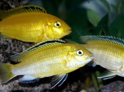 freshwater fish - labidochromis caeruleus - electric yellow cichlid stocking in 55 gallons tank - Pretty Electric Yellow Labs freshwater fish - labidochromis caeruleus - electric yellow cichlid stocking in 55 gallons tank - Pretty Electric Yellow Labs
