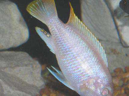 freshwater fish - pseudotropheus socolofi (albino) - albino socolofi stocking in 55 gallons tank - Albino Red Zebra. freshwater fish - pseudotropheus socolofi (albino) - albino socolofi stocking in 55 gallons tank - Albino Red Zebra.