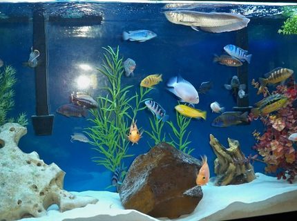 freshwater fish - labidochromis caeruleus - electric yellow cichlid stocking in 60 gallons tank - full view freshwater fish - labidochromis caeruleus - electric yellow cichlid stocking in 60 gallons tank - full view