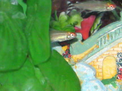 freshwater fish - moenkhausia sanctaefilomene - red eye tetra stocking in 40 gallons tank - Staying Alive freshwater fish - moenkhausia sanctaefilomene - red eye tetra stocking in 40 gallons tank - Staying Alive