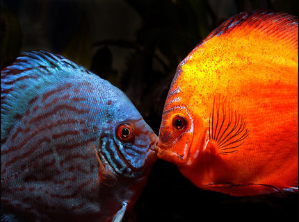 Rated #5: Freshwater Fish - Symphysodon Sp. - Yellow Marlboro Discus Stocking In 180 Gallons Tank - A couple of my Discus getting to know each other, nothing has come of it. Rated #5: Freshwater Fish - Symphysodon Sp. - Yellow Marlboro Discus Stocking In 180 Gallons Tank - A couple of my Discus getting to know each other, nothing has come of it.