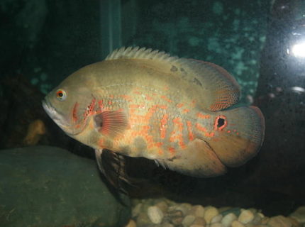 freshwater fish - astronotus ocellatus - albino oscar stocking in 75 gallons tank - oscars freshwater fish - astronotus ocellatus - albino oscar stocking in 75 gallons tank - oscars