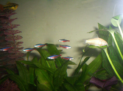 freshwater fish - paracheirodon axelrodi - cardinal tetra stocking in 35 gallons tank - Cardinal Tetras freshwater fish - paracheirodon axelrodi - cardinal tetra stocking in 35 gallons tank - Cardinal Tetras