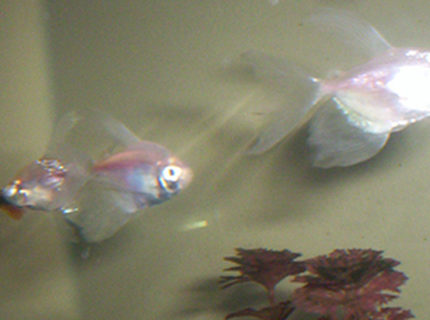 freshwater fish - gymnocorymbus ternetzi - white skirt tetra stocking in 35 gallons tank - White skirt tetras freshwater fish - gymnocorymbus ternetzi - white skirt tetra stocking in 35 gallons tank - White skirt tetras