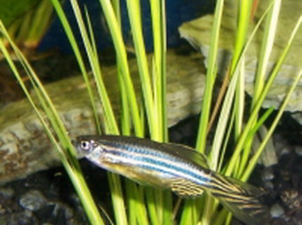 freshwater fish - danio aequipinnatus - giant danio stocking in 125 gallons tank - Danio with the wrong type of plant. Kept the fish got rid of the Mondo Grass freshwater fish - danio aequipinnatus - giant danio stocking in 125 gallons tank - Danio with the wrong type of plant. Kept the fish got rid of the Mondo Grass