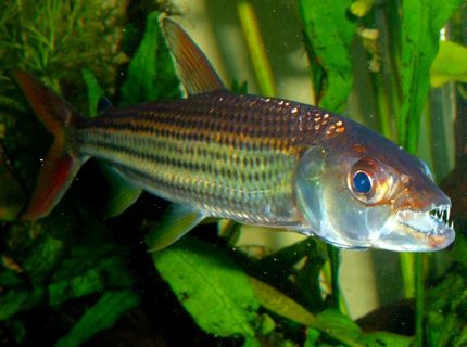 freshwater fish - crossocheilus siamensis - siamese flying fox stocking in 80 gallons tank - African Tiger Fish freshwater fish - crossocheilus siamensis - siamese flying fox stocking in 80 gallons tank - African Tiger Fish