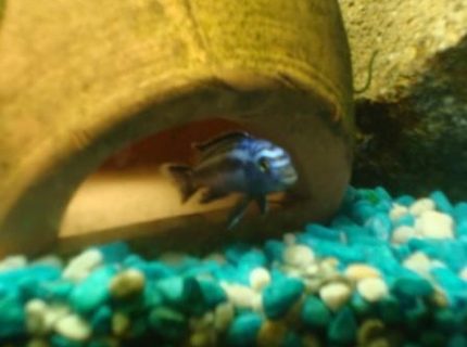 freshwater fish - melanochromis cyaneorhabdos - maingano cichlid stocking in 78 gallons tank - 4 month old maingano i raised
-2 foot tank freshwater fish - melanochromis cyaneorhabdos - maingano cichlid stocking in 78 gallons tank - 4 month old maingano i raised
-2 foot tank
