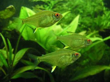 freshwater fish - hyphessobrycon pulchripinnis - lemon tetra stocking in 26 gallons tank - 3 lemon tetras freshwater fish - hyphessobrycon pulchripinnis - lemon tetra stocking in 26 gallons tank - 3 lemon tetras