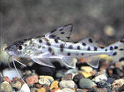 freshwater fish - pimelodus pictus - pictus cat stocking in 55 gallons tank - catfish freshwater fish - pimelodus pictus - pictus cat stocking in 55 gallons tank - catfish